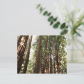 ミュアウッズ国定記念碑でレッドウッズII (スタンド正面)