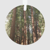 ミュアウッズ国定記念碑でレッドウッズII オーナメント (裏面)