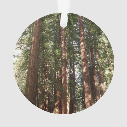 ミュアウッズ国定記念碑でレッドウッズII オーナメント (裏面)