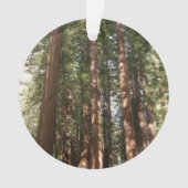 ミュアウッズ国定記念碑でレッドウッズII オーナメント (正面)