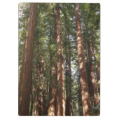 ミュアウッズ国定記念碑でレッドウッズII クリップボード (裏面)