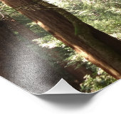 ミュアウッズ国定記念碑でレッドウッズII フォトプリント (角)