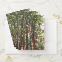 ミュアウッズ国定記念碑でレッドウッズII