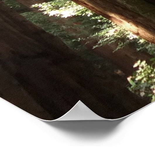 ミュアウッズ国定記念碑でレッドウッズII ポスター (角)