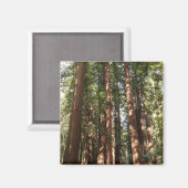 ミュアウッズ国定記念碑でレッドウッズII マグネット (正面/裏面)