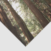 ミュアウッズ国定記念碑でレッドウッズII 薄葉紙 (詳細)