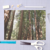 ミュアウッズ国定記念碑でレッドウッズII 薄葉紙 (クラフト)