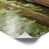 ミュアウッズ国定記念碑(北部) フォトプリント (角)