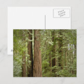 ミュアウッズ国定記念碑（北部） ポストカード (正面/裏面)