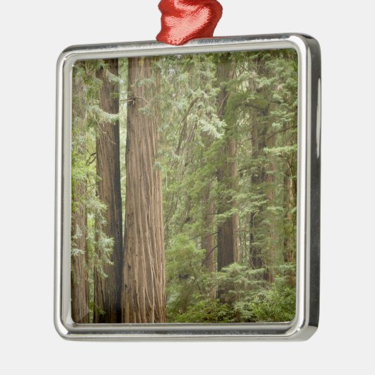 ミュアウッズ国定記念碑（北部） メタルオーナメント (左)