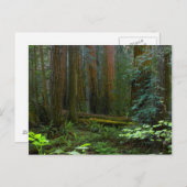 ミュアウッズ国立公園のレッドウッズ ポストカード (正面/裏面)