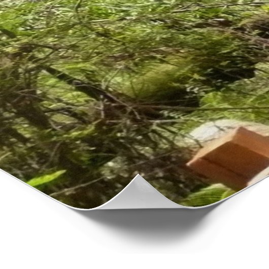 ミュアウッズPath I自然写真 ポスター (角)