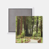 ミュアウッズPath I自然写真 マグネット (正面/裏面)