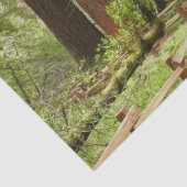 ミュアウッズPath I自然写真 薄葉紙 (詳細)