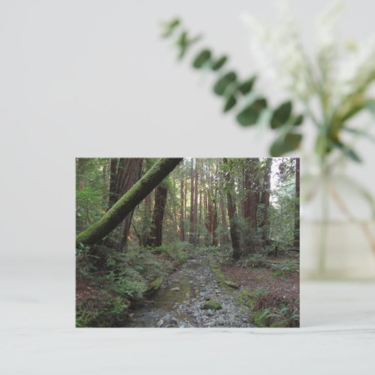 ミュアウッドストリームフォレストの風景 ポストカード (スタンド正面)