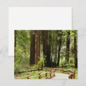 ミュア・ウッズの小道 I 自然写真 (正面/裏面)