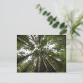 ミュア・ウッズの空の景色 ポストカード (スタンド正面)