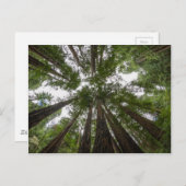 ミュア・ウッズの空の景色 ポストカード (正面/裏面)