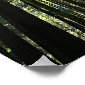 ミュア・ウッズ「ツリー・カテドラル」 ポスター (角)