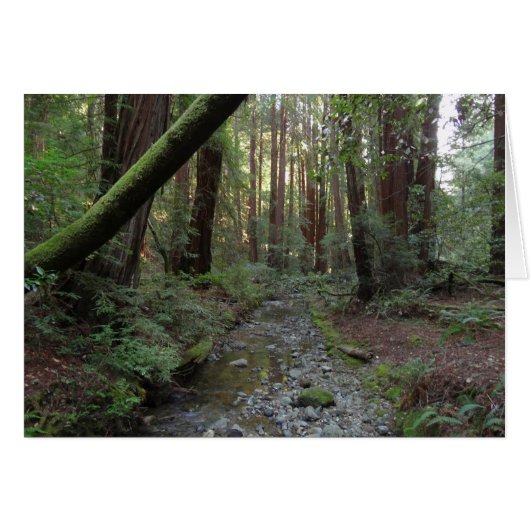 ミュウアの森のせせらぎの森の風景 (正面横)