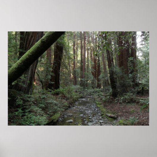 ミュウアの森のせせらぎの森の風景 ポスター (正面)