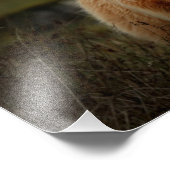 ミュルフォトプリントのハイランドカウイル フォトプリント            (角)