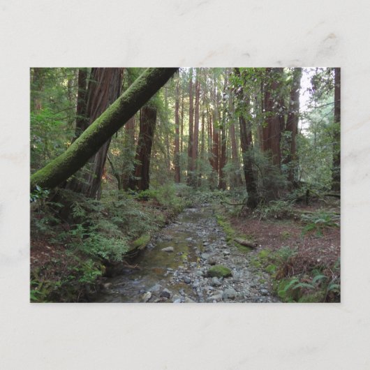 ミューアの森の小川の森の風景 ポストカード (正面)