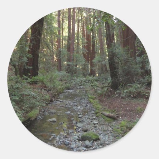 ミューアの森の小川の森の風景 ラウンドシール (正面)