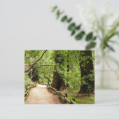 ミューア・ウッズ・パスII自然写真 カード (スタンド正面)