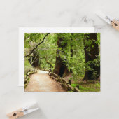 ミューア・ウッズ・パスII自然写真 カード (正面/裏面インサイチュ)