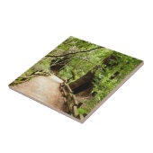 ミューア・ウッズ・パスII自然写真 タイル (側面)