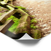 ミューア・ウッズ・パスII自然写真 ポスター (コーナー)