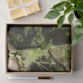 ミューア・ウッズ・パスII自然写真 薄葉紙 (ギフト)