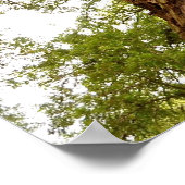 ミューア・ウッズ ポスター (角)