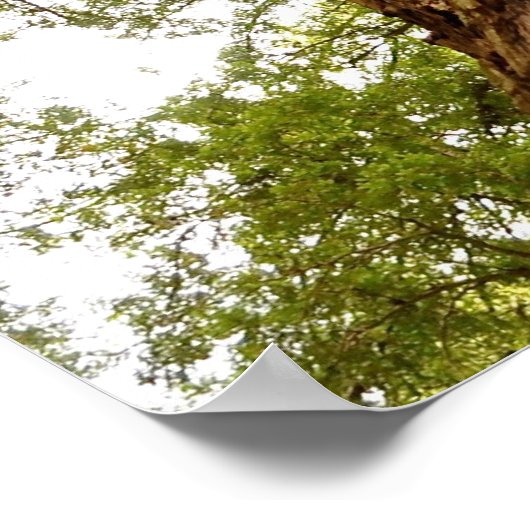 ミューア・ウッズ ポスター (角)