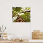 ミューア・ウッズ ポスター (キッチン)