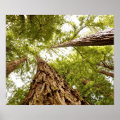 ミューア・ウッズ ポスター (正面)