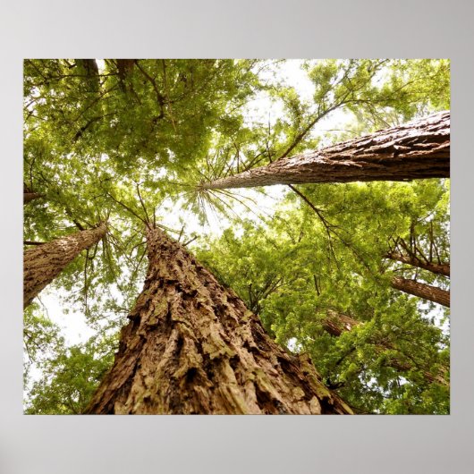 ミューア・ウッズ ポスター (正面)