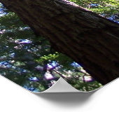 ミューア・ウッズ ポスター (角)