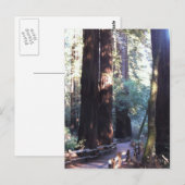 ミューア・ウッズ ポストカード (正面/裏面)