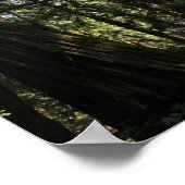 ミューア・ウッズ「傾いた巨人」 ポスター (角)