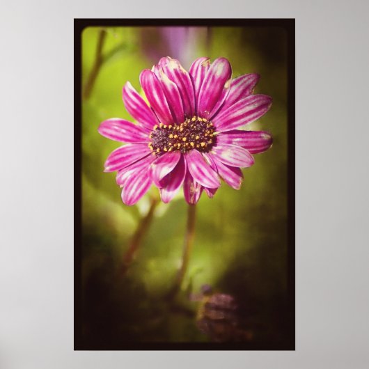 ミュータント オステオスペルマム / ディモルフォセカ v.2 ポスター (正面)
