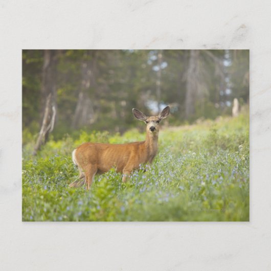 ミュールディア (Odocoileus hemionus) が草原にいる ポストカード (正面)