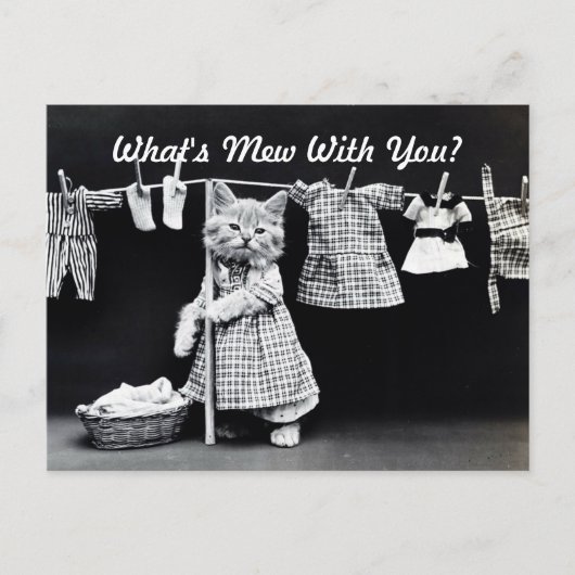 ミュー・キッテンとは ポストカード (正面)