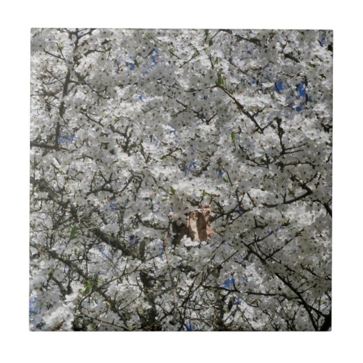 ミラベルブロッサムセラミックタイル タイル (正面)