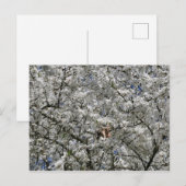 ミラベルブロッサム葉書 ポストカード (正面/裏面)