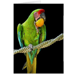 ミリタリーコンゴウインコ