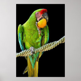 ミリタリーコンゴウインコ ポスター