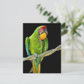 ミリタリーコンゴウインコ ポストカード (スタンド正面)