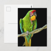 ミリタリーコンゴウインコ ポストカード (正面/裏面)